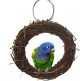 Budgie Chewing swing